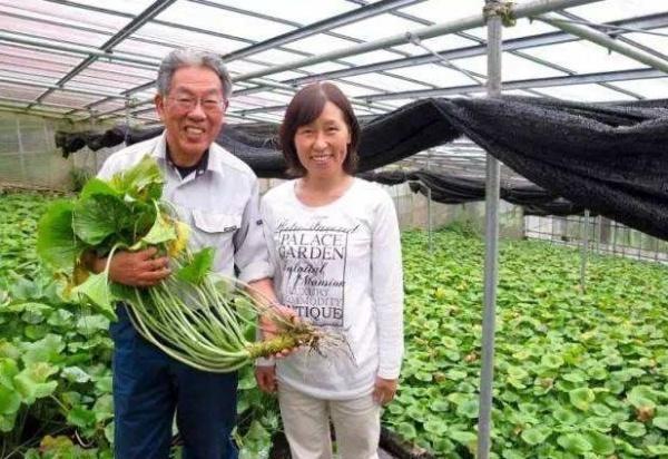 野菜在城里卖,市面上都是有哪些野菜可以卖
