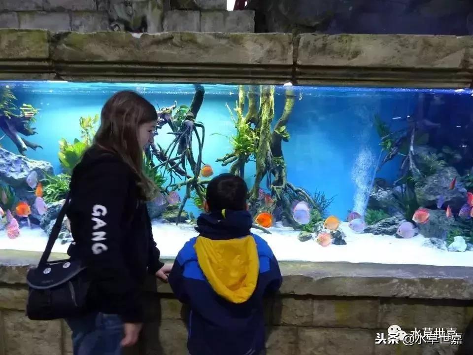 七彩神仙鱼水族箱布景,七彩神仙鱼苗繁殖技术