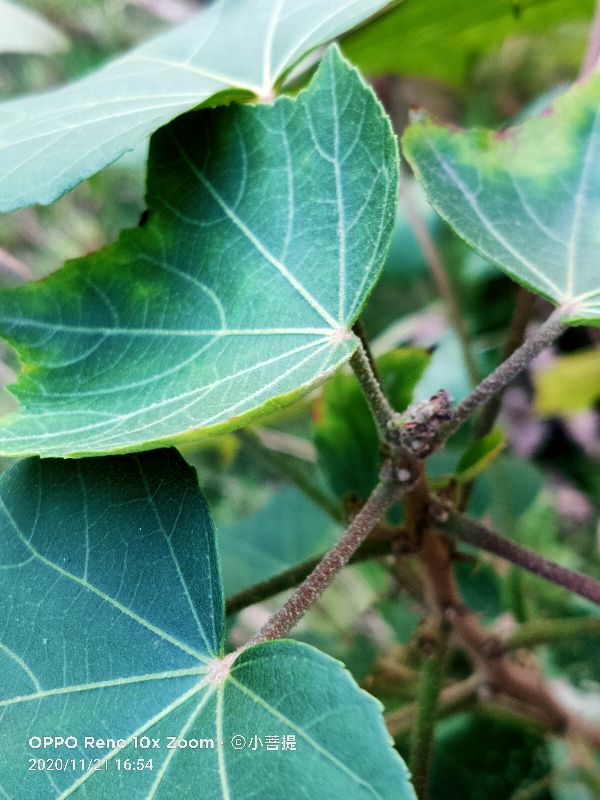 这种花通常用来比作美丽的女子，有人拿来做药，还有人当野菜吃