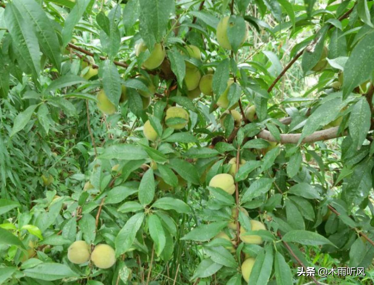 桃子成熟生虫就腐烂是什么情况,桃子烂果用什么药