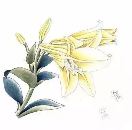 工笔百合花朵设色步骤,工笔重彩油画百合