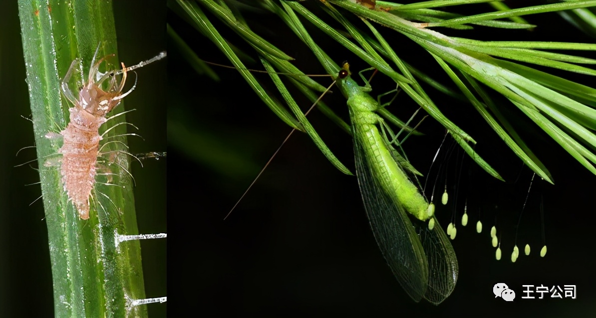 夏播玉米虫害图片大全,玉米虫害图谱高清大图