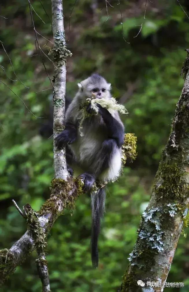 云南滇金丝猴主要栖息地为,中国濒临的动物金丝猴