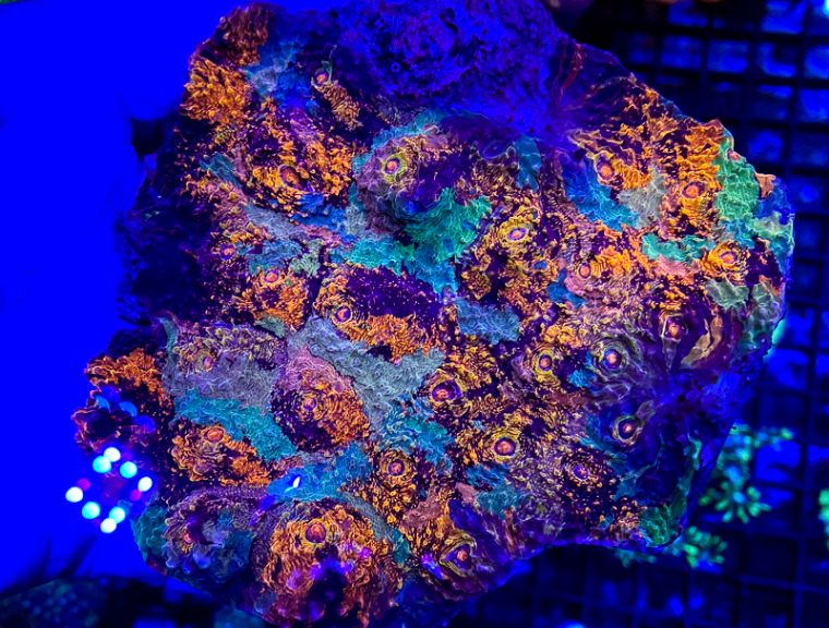 国外珊瑚售卖店和国内有何不同,5种最受欢迎的珊瑚告诉你