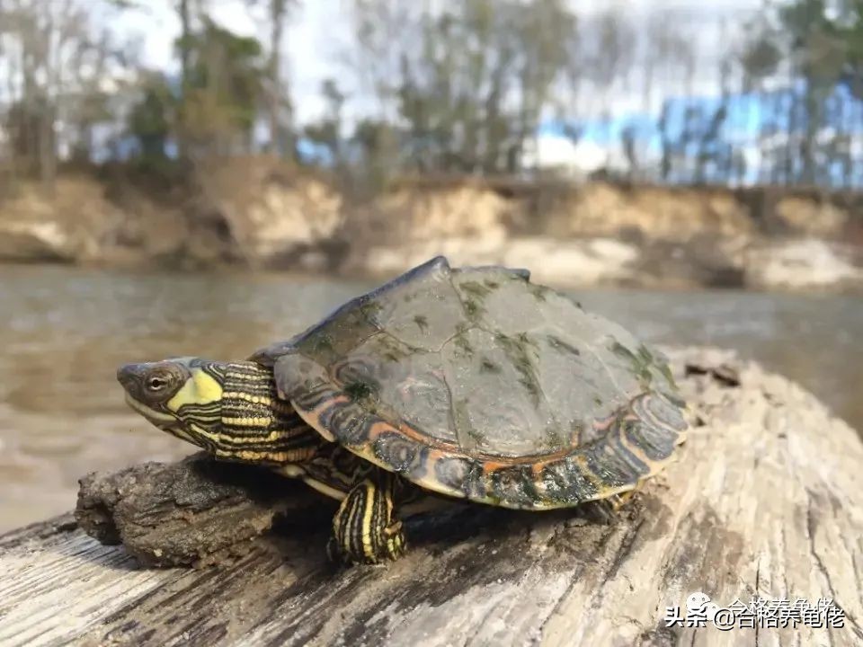 安利几个小技巧给你,怎么安利杰尼龟