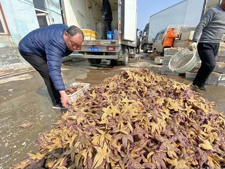 海星入侵有多惨,青岛入侵海星泛滥现状