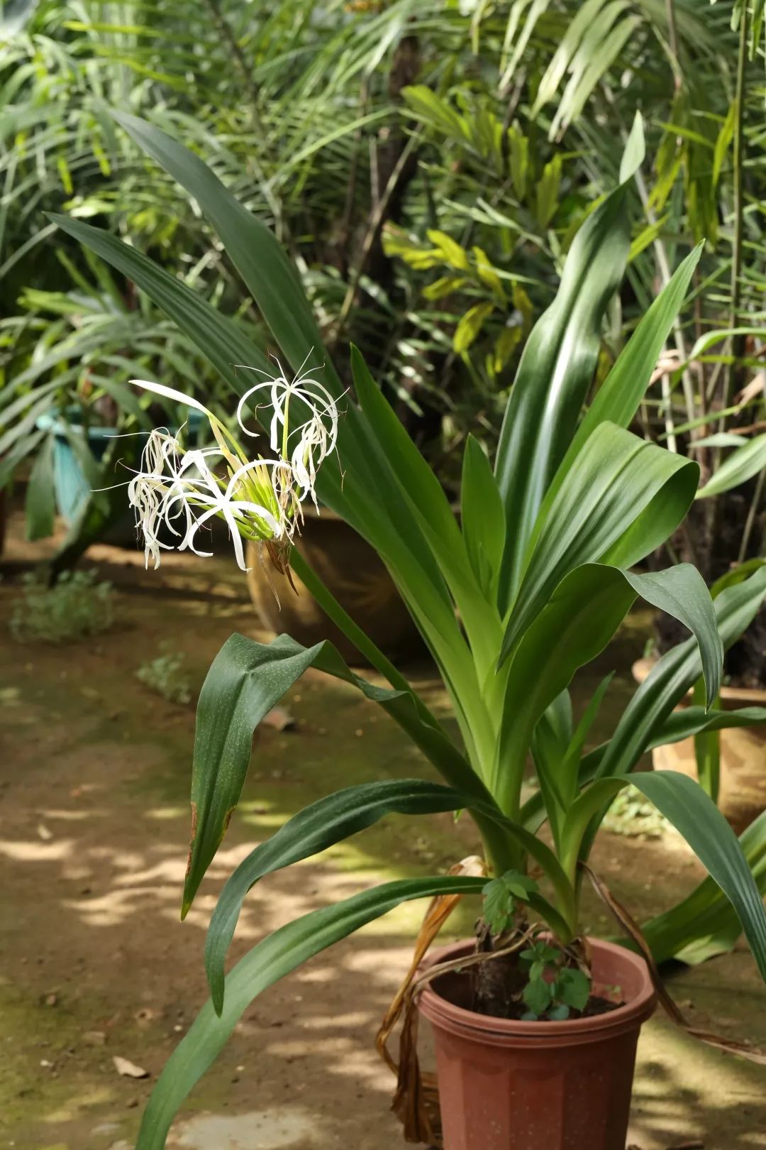 石蒜属常见观赏植物有哪些品种,石蒜科花朵的特点