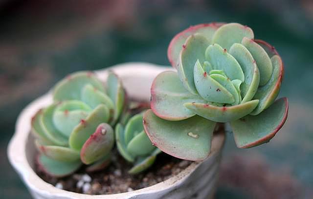 夏天养多肉的技巧和方法,新手夏天养多肉5个保命秘籍