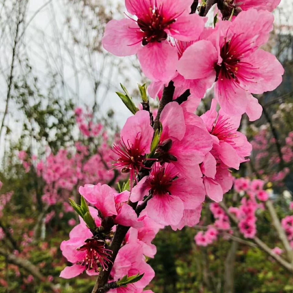 桃树怎样以水控旺,桃树如何灌溉最省劲