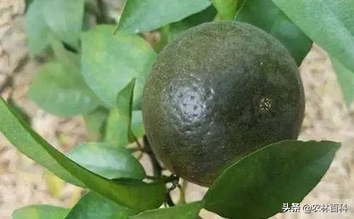 柑橘锈壁虱特效药配方,柑橘锈壁虱防治最佳时段是哪个月