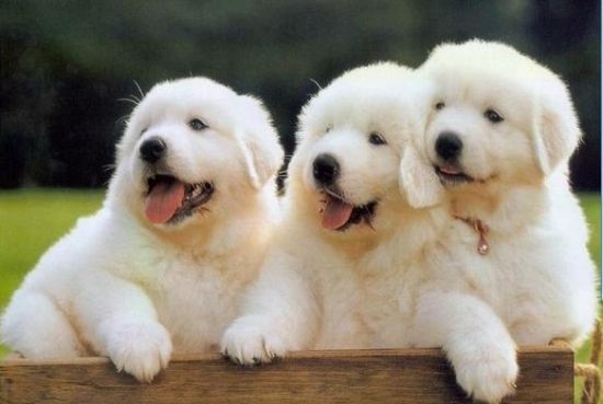 搞笑又可爱的狗子,萌到流鼻血宠物的搞笑可爱瞬间