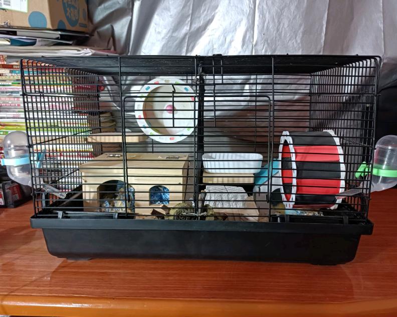 养仓鼠新手入门必知合集,哪个品种的仓鼠容易生崽