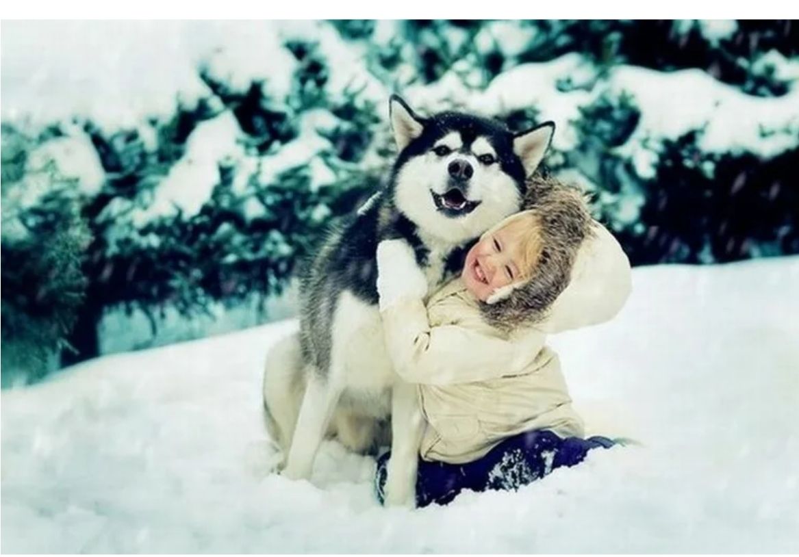 西伯利亚的雪橇犬哈士奇,西伯利亚哈士奇雪橇犬