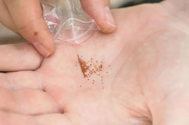 多肉植物如何播种视频教学,多肉植物刚买回来种植方法