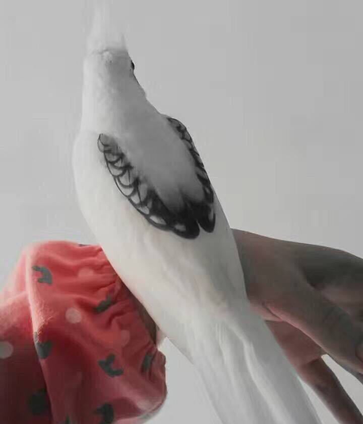 难怪能够“通杀”养宠物的朋友们，这鹦鹉也太漂亮了