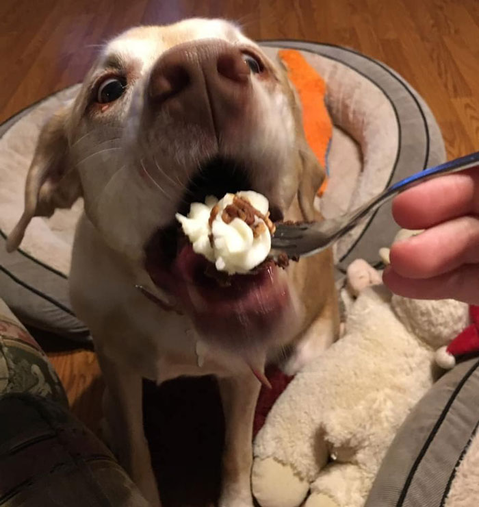 发狗狗丑照,狗狗最丑的照片和最好看的照片