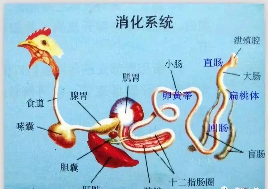 家禽常见疾病及检测方法书籍,家禽养殖疾病诊断