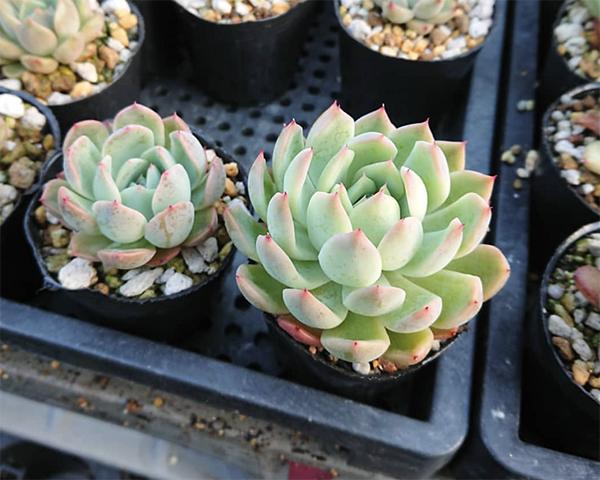 施肥多了植物枯萎怎么办,施肥过多叶子蔫了怎么办