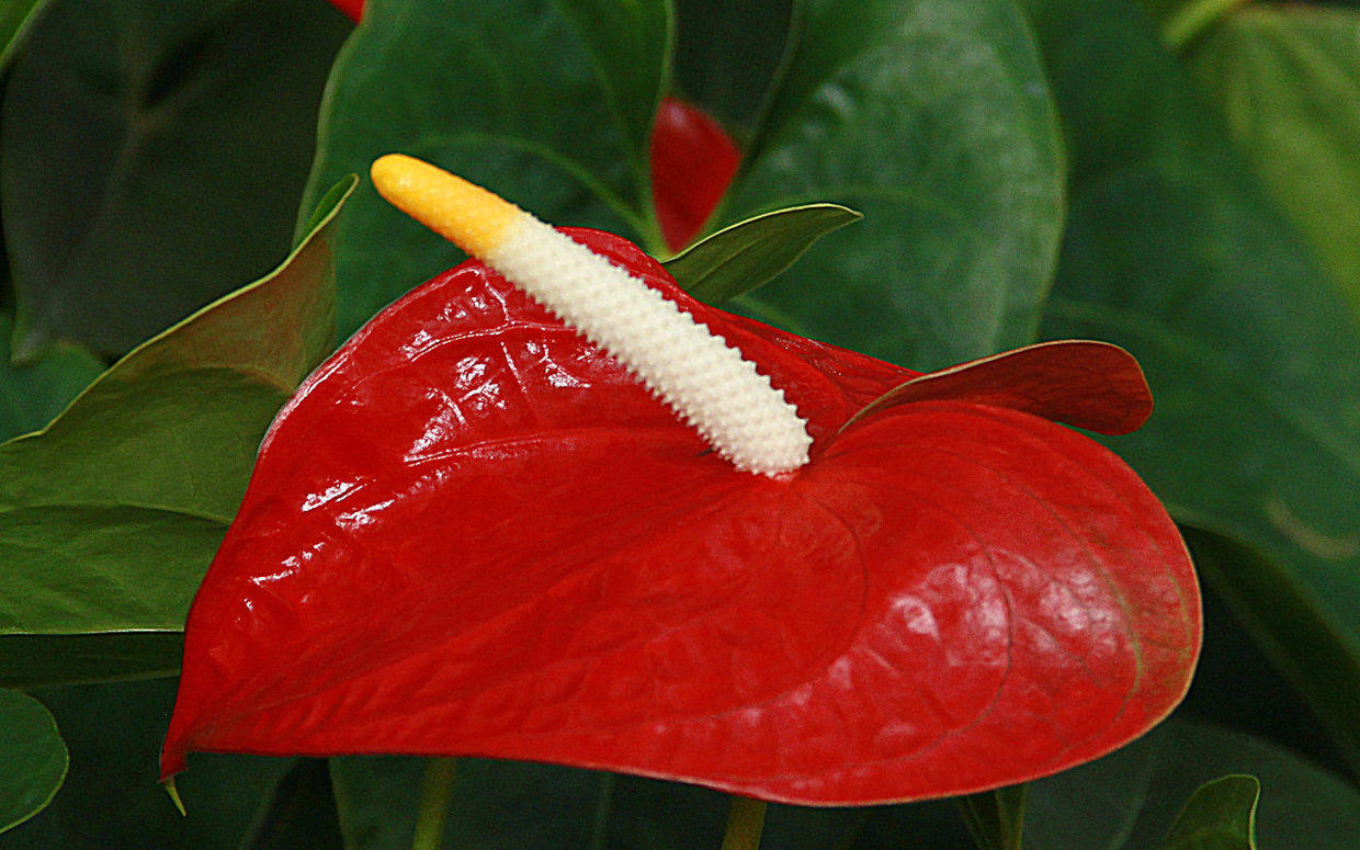 红掌开花寓意,红掌几月开花好