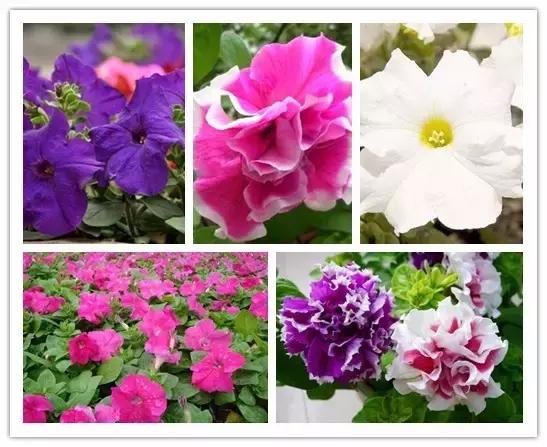 史上最全的花卉介绍，认识超过30种以上绝对是大神