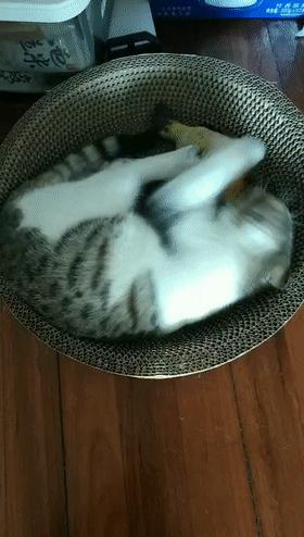 家里不同意养猫,家里不让养猫怎么让家长同意养猫