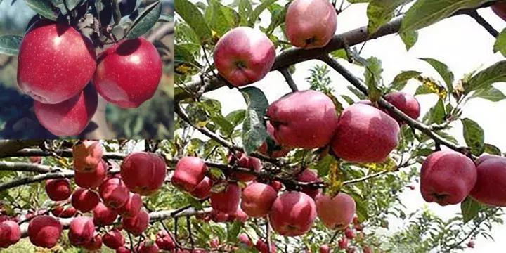 吃了这么多年的苹果竟然吃错了,好吃的苹果都有哪些品种