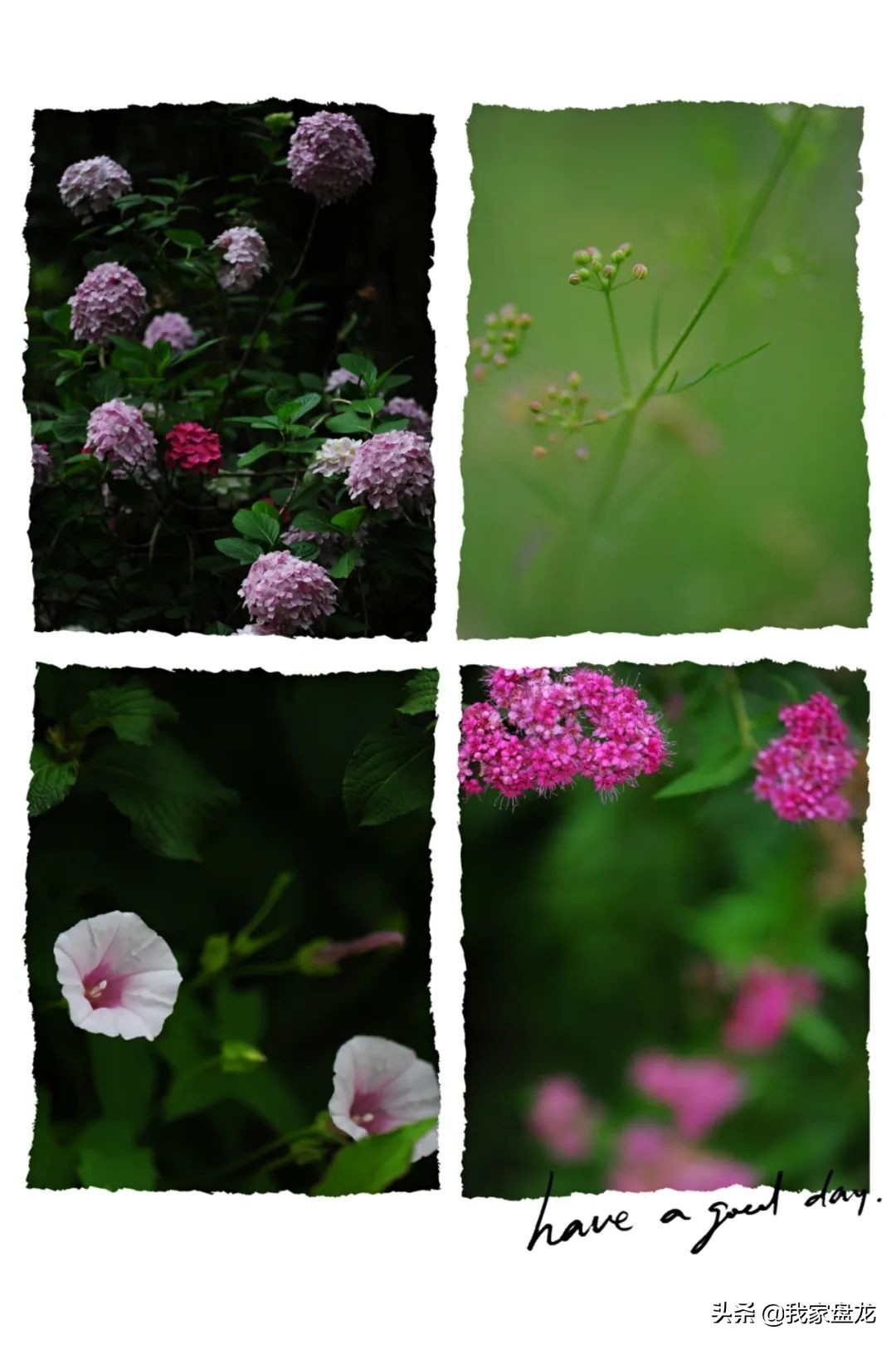 这种乱七八糟滴栽花方式,到底是不是园丁出了问题?