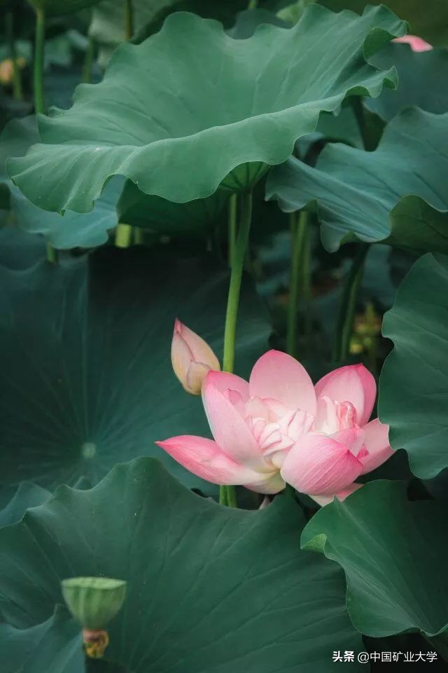 我不要我觉得我要你觉得,我不要我觉得我要你觉得是什么梗