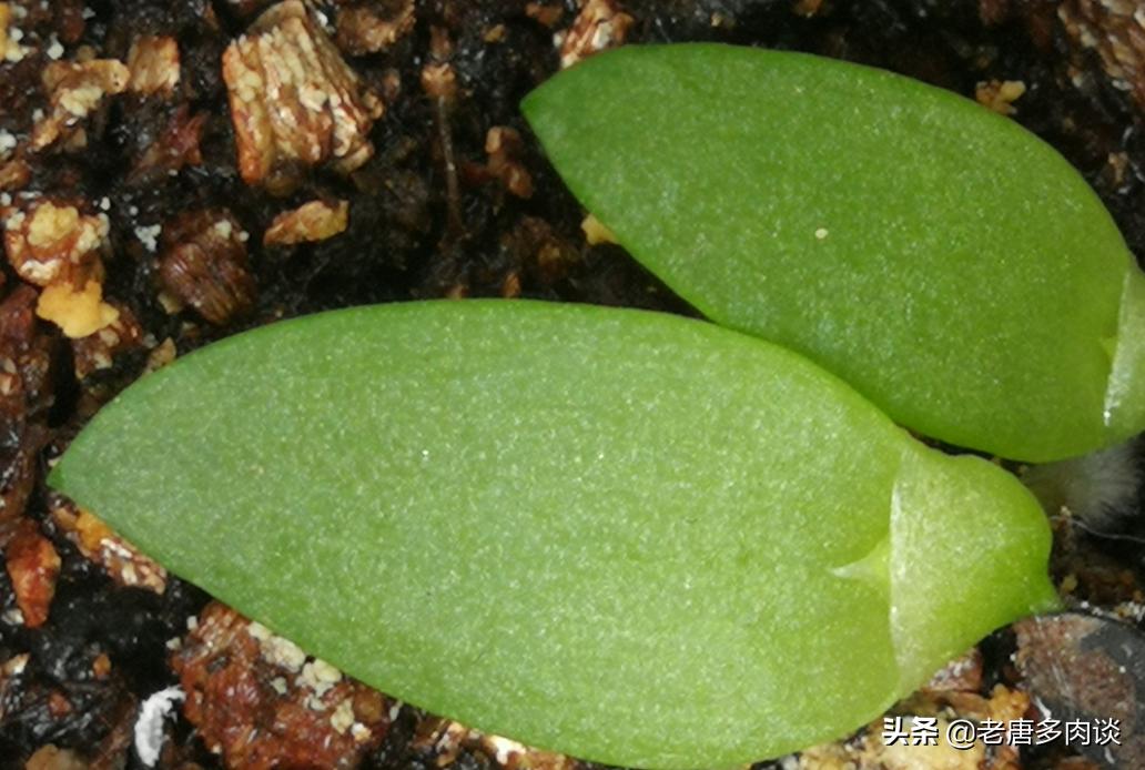 多肉播种苗后期怎么养护,景天多肉播种多久出苗