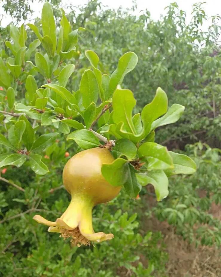 植物百科,植物百科视频