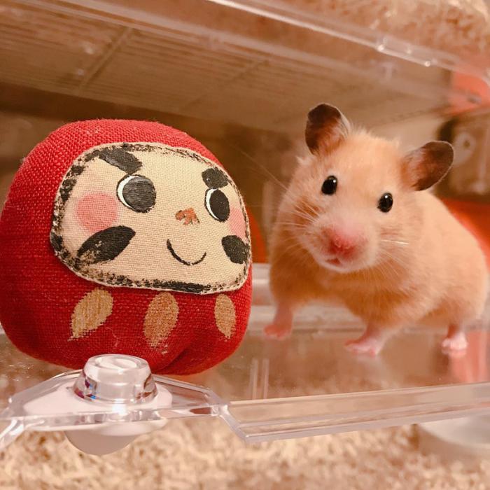 仓鼠缺点,仓鼠的缺点有什么