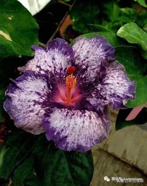 扶桑花和木槿花的区别图片,扶桑木槿花图片