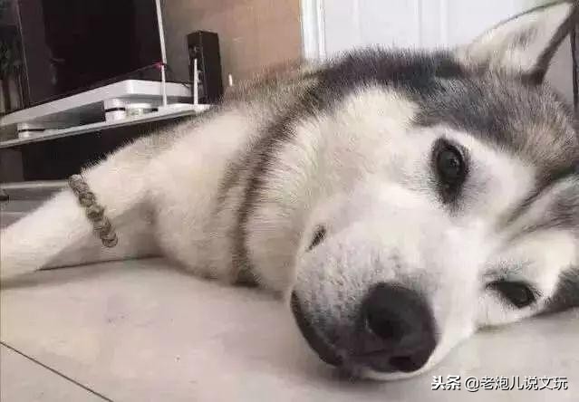 冬天了宠物这一身长毛千万别浪费，手串盘起来！