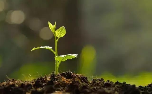 枯草芽孢杆菌对植物作用与功效,枯草芽孢杆菌在水产养殖的作用