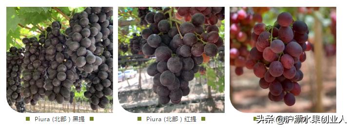 这本该缺水的地方，却种出了汁水丰盈的进口提子，这就是秘鲁