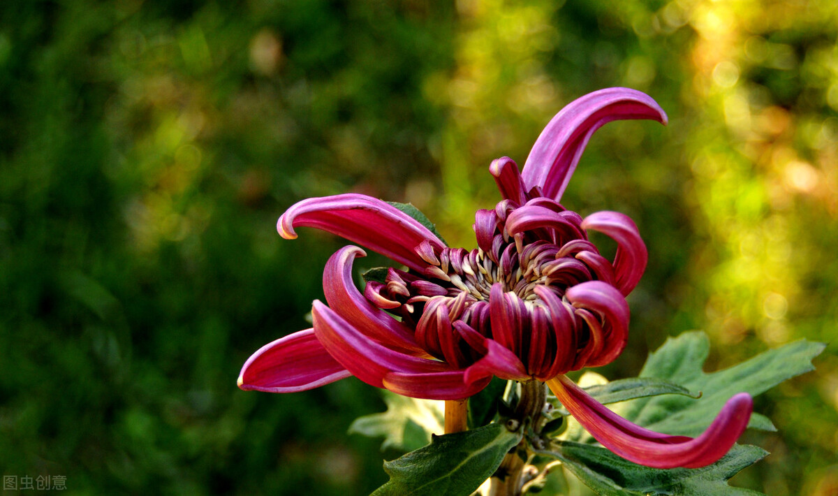 重阳节赏菊正当时，推荐国内这9个地方的赏菊好去处，沉浸式赏花