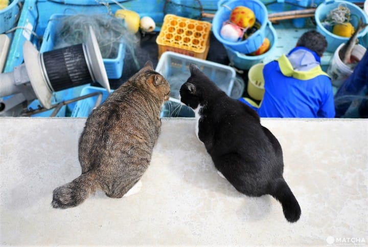 厦门顶级猫街介绍,厦门猫街值得去吗