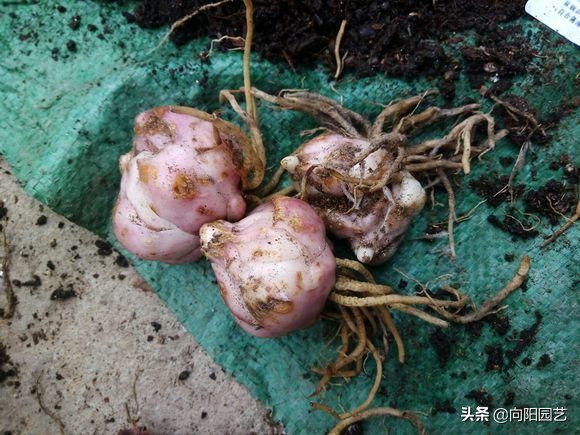 冬天买的百合现在成球了怎么养,冬天买的带芽百合球能开花吗