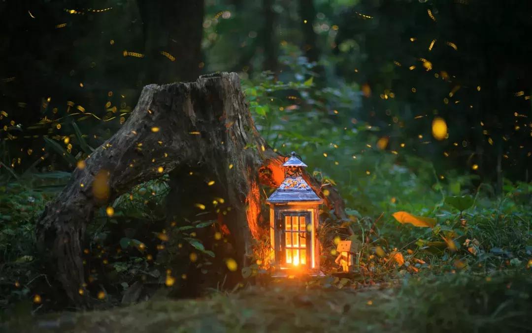 灵谷寺萤火虫7月,灵谷寺萤火虫目前还有吗