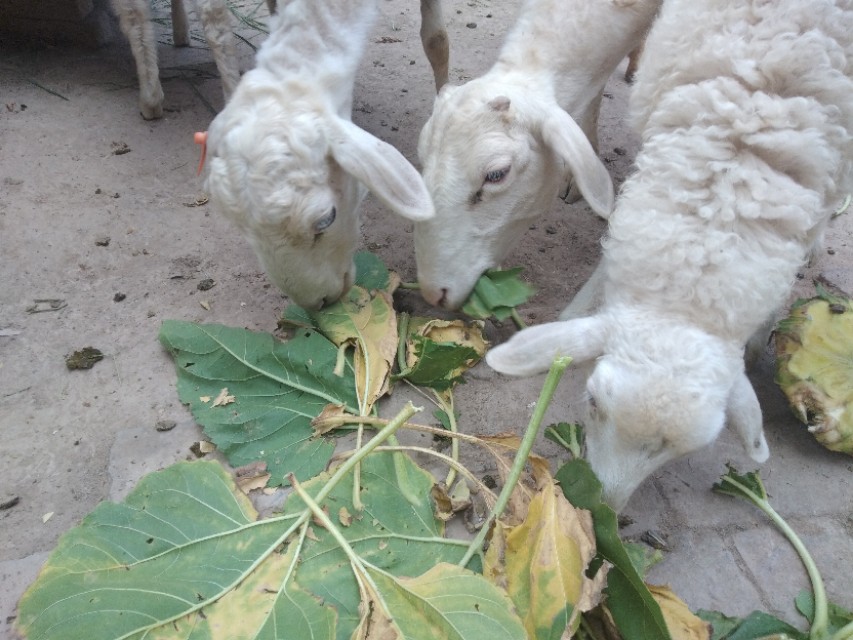 养羊效益最好的方法,养羊前期没收入怎么办