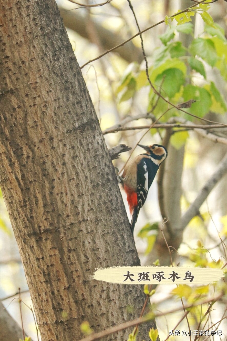 国际爱鸟日天桥岭,国际爱鸟日