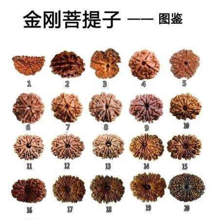 新手金刚菩提盘玩方法,金刚菩提新手入门知识