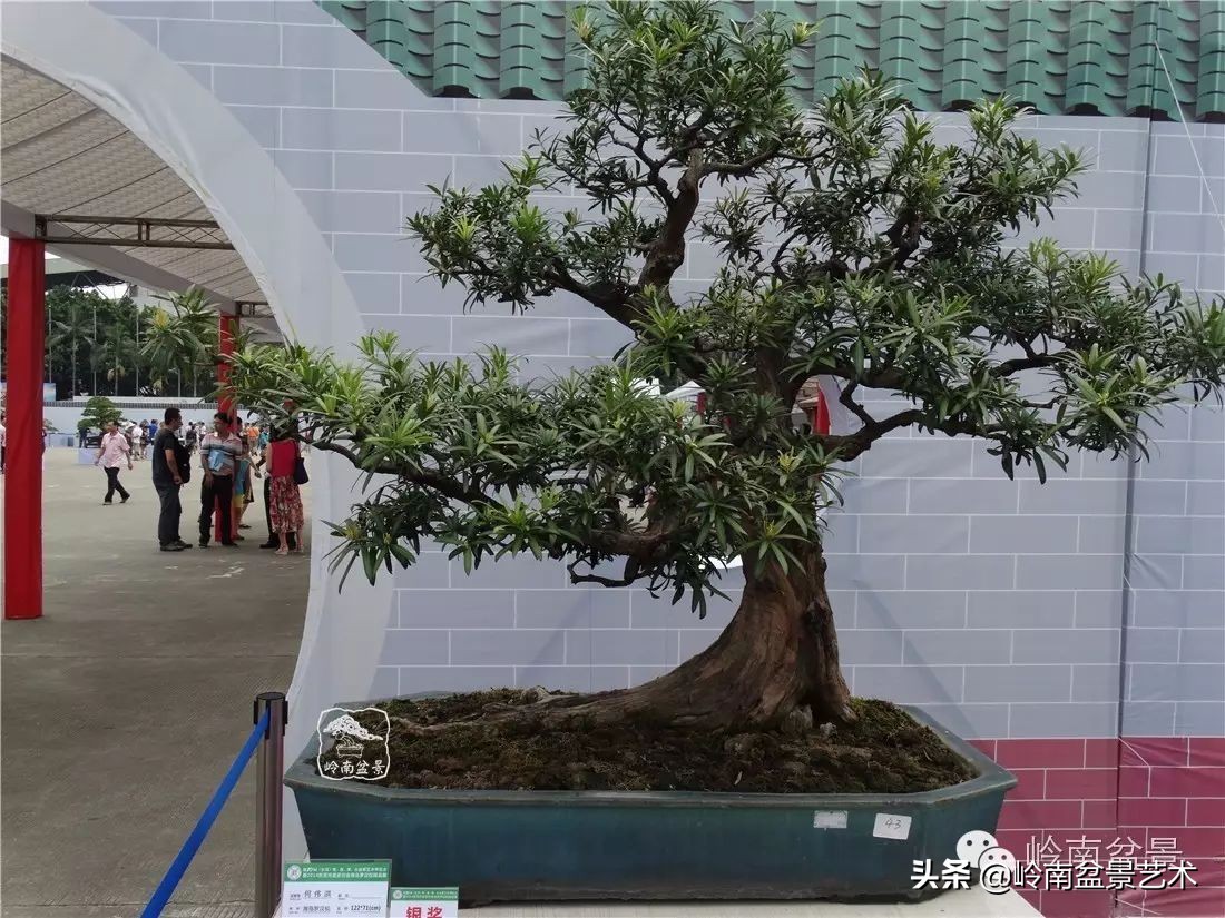 开运招财，非其莫属！清风雅韵，当之无愧！