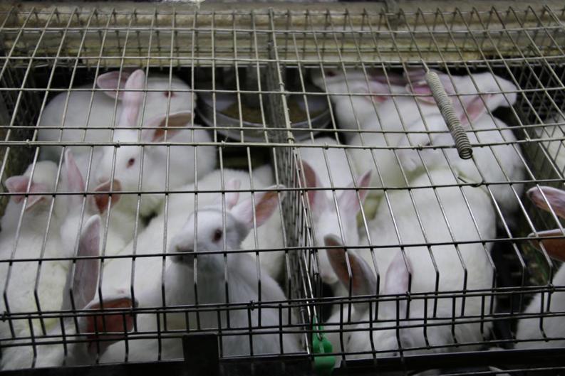 养兔与兔病诊断,养兔疾病防治程序