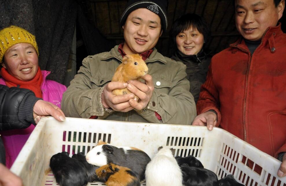 养殖荷兰猪价值多少,养殖荷兰猪一般多少钱一只