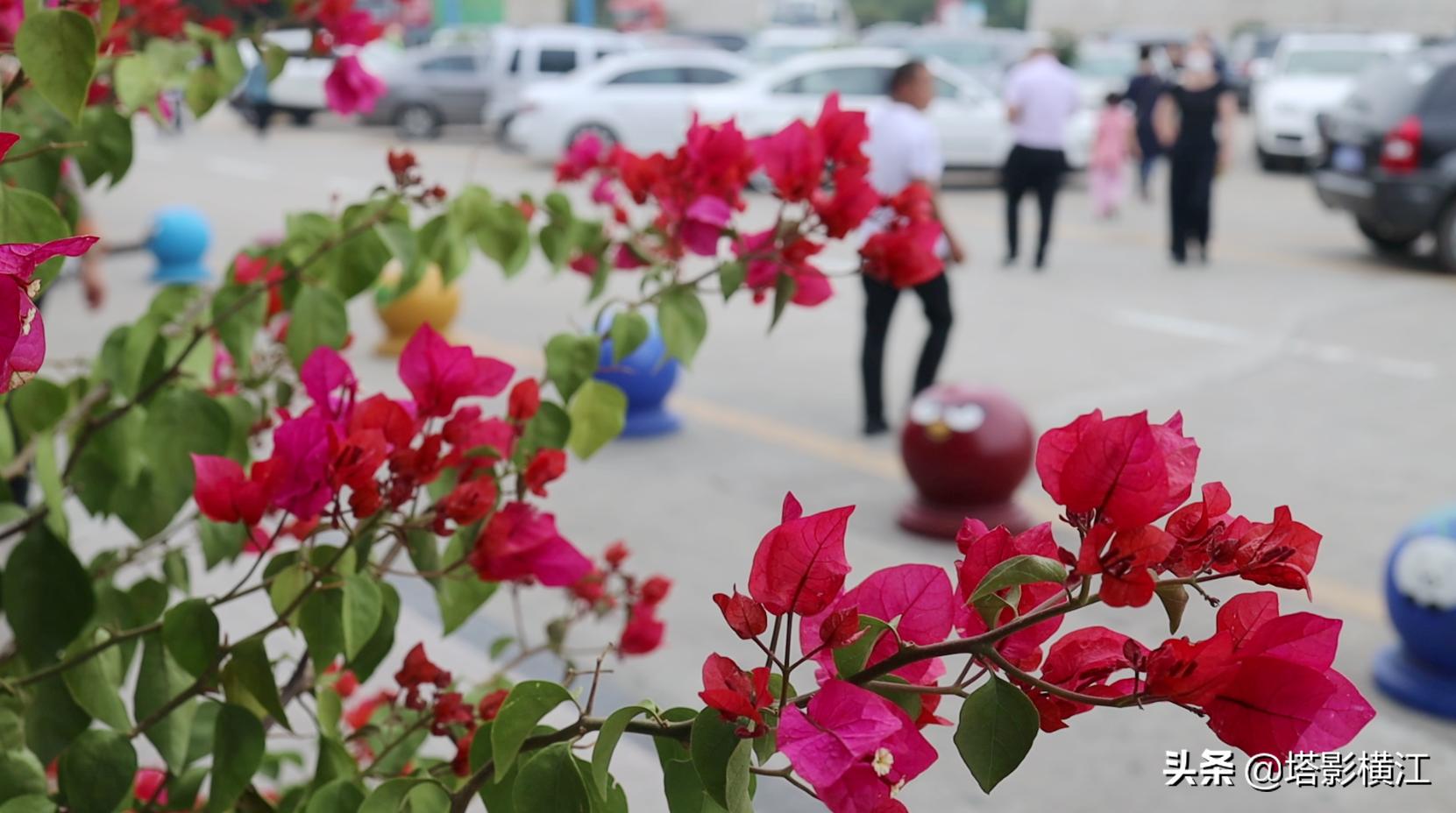 月是故乡明向我们展现了什么,月是故乡明游子思完整版