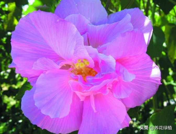 十月花怎么养才好看,十月芙蓉海棠花