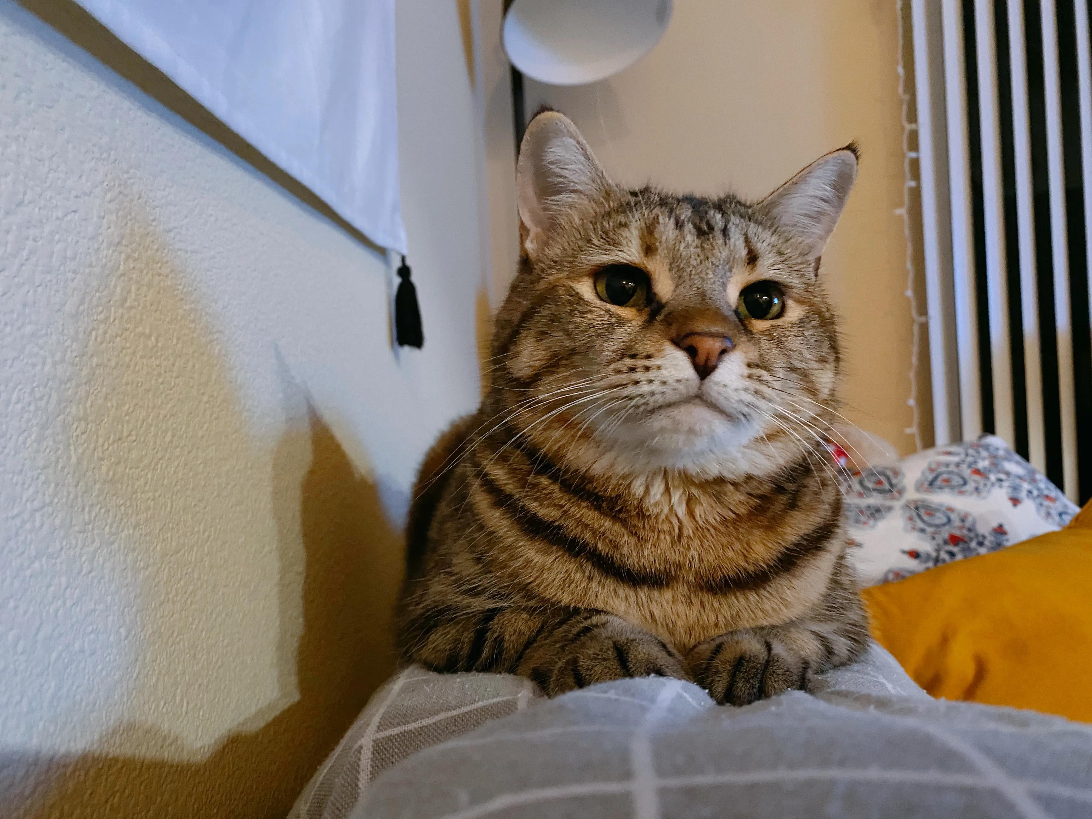 领养代替购买的内容,领养代替购买视频