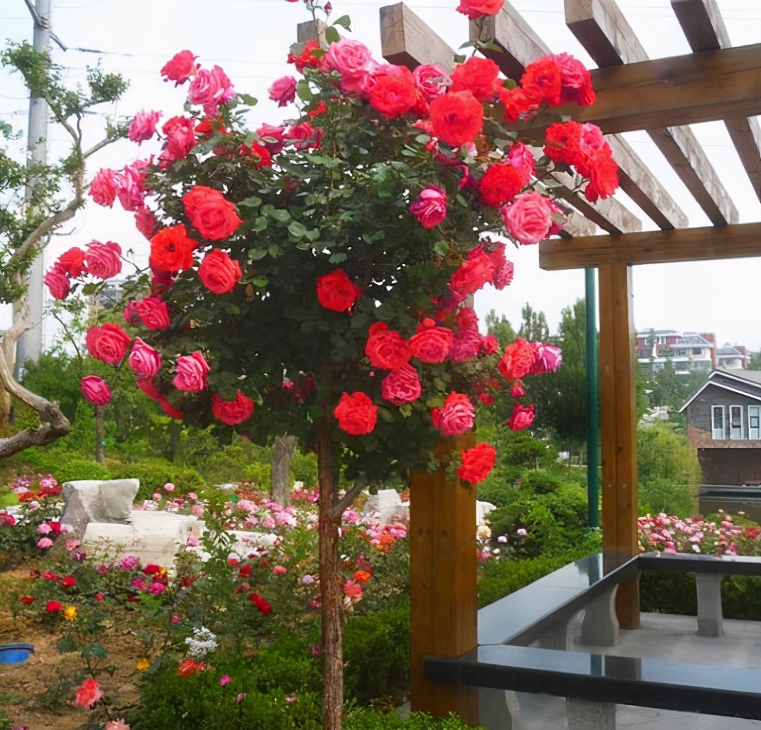 李子柒的院子都种的啥,李子柒推荐的三种花