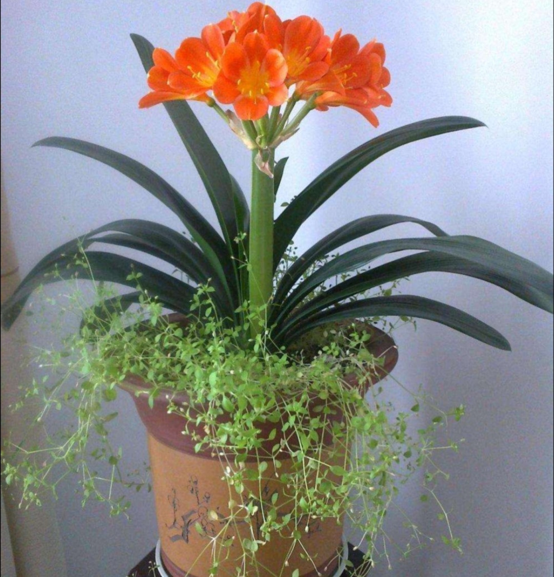 君子兰花谢之后夹箭正确处理方法,君子兰花期夹箭主要原因是什么